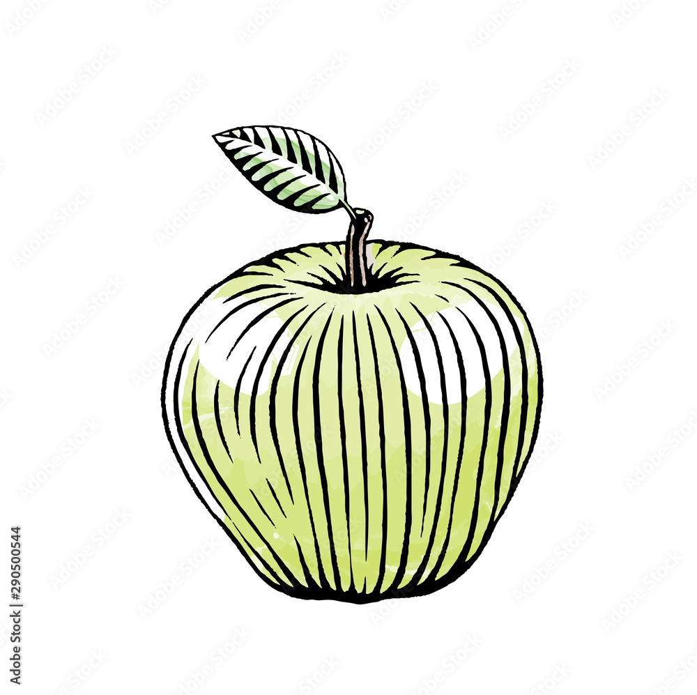 Ink and Watercolor Sketch of a Green Apple Ink and Watercolor Sketch of a Green Apple