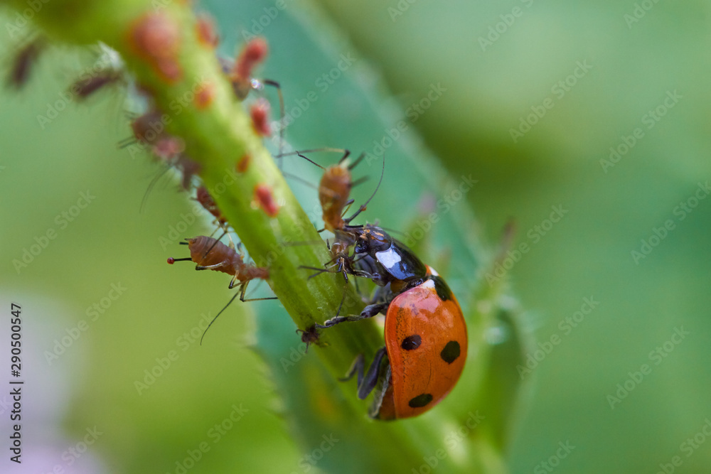 Obraz premium Marienkäfer frisst lause auf einem Blütenstamm