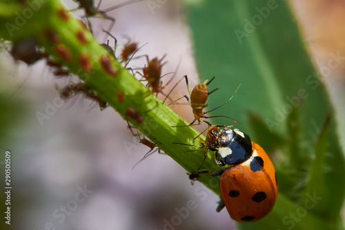 marienkäfer auf einem blumenstamm frisst blatläuse