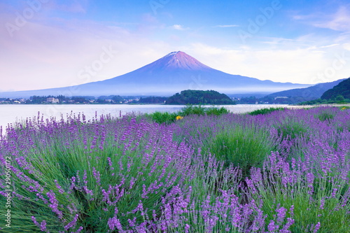 富士山とラベンダー、山梨県河口湖大石公園にて © photop5