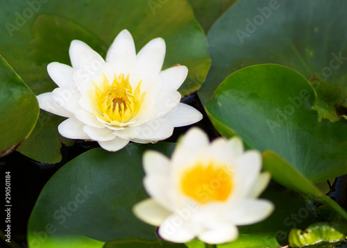 Whites water lily