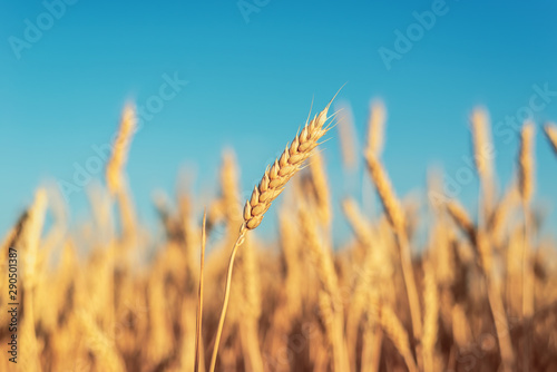 yellow wheat on agriculture field and blue sky