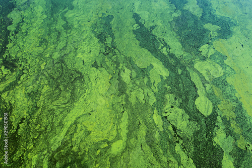 green color toxic algae in water photo