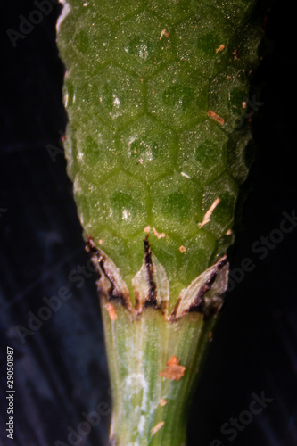 Equisetum (horsetail, snake grass, puzzlegrass) is the only living genus in Equisetaceae for education in laboratory. photo