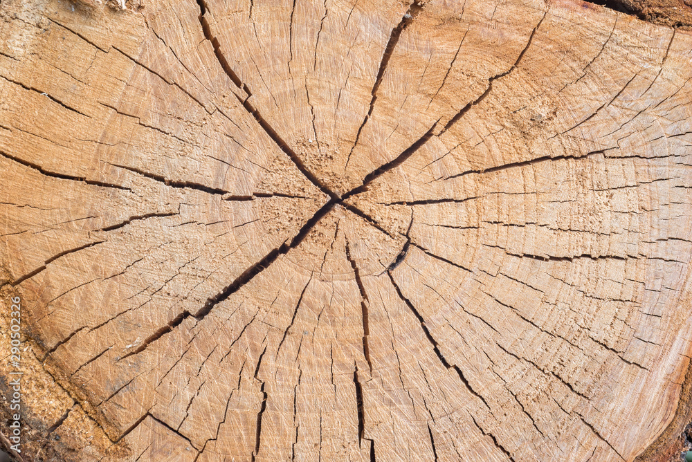 Fototapeta premium grunge cięte drewno jako tło