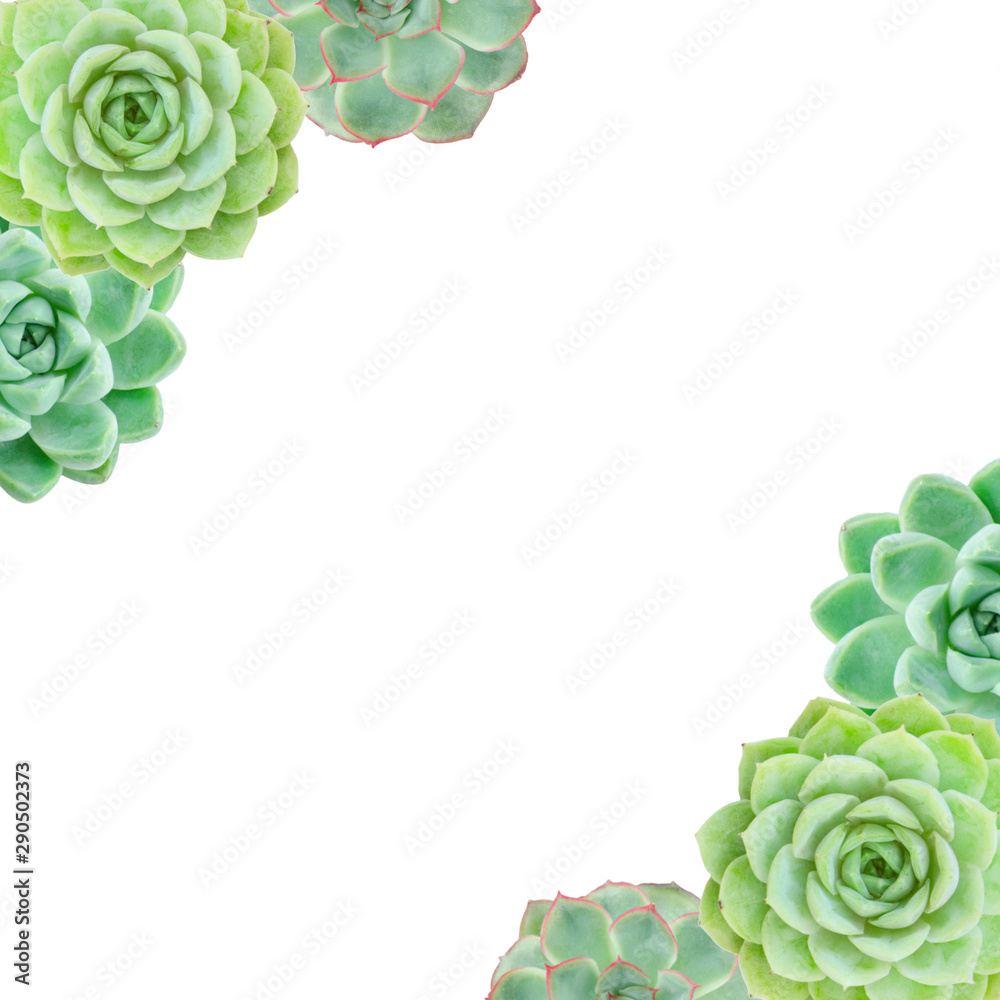 Overhead Of Mix Succulent Plants Border Square Frame White Background Stock Photo Adobe Stock