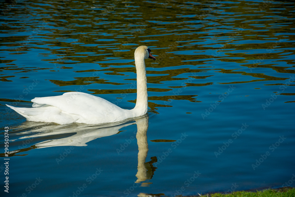 Fototapeta premium White swan floating in the water