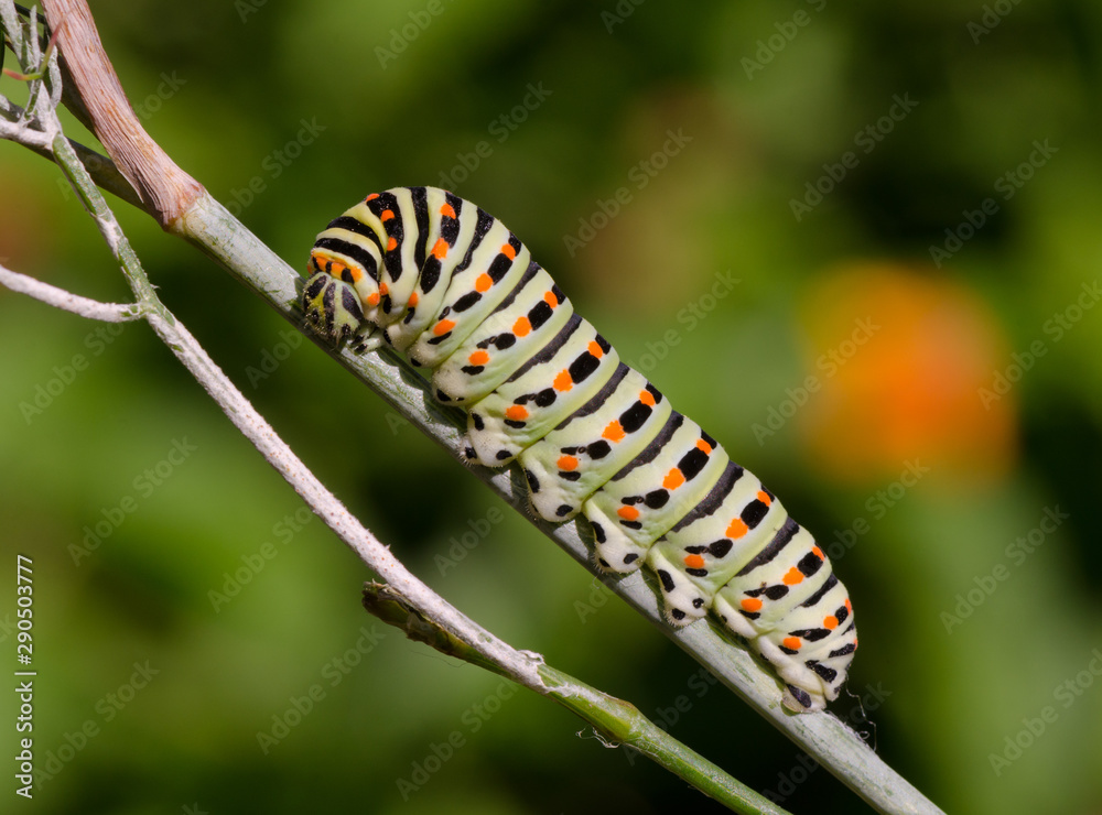 Caterpillar of a Common yellow swallowtail, Papilio machaon, butterfly. Andalusia, Spain.