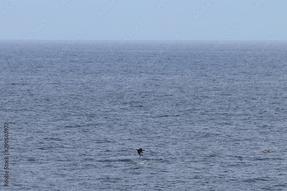 Dolphin jumping in the ocean. Pacific white-sided dolphin Lagenorhynchus obliquidens in natural habitat. Marine mammal in Norht Pacific ocean. Design template, background, copy space for text. Dolphin jumping in the ocean. Pacific white-sided dolphin Lagenorhynchus obliquidens in natural habitat. Marine mammal in Norht Pacific ocean. Design template, background, copy space for text.