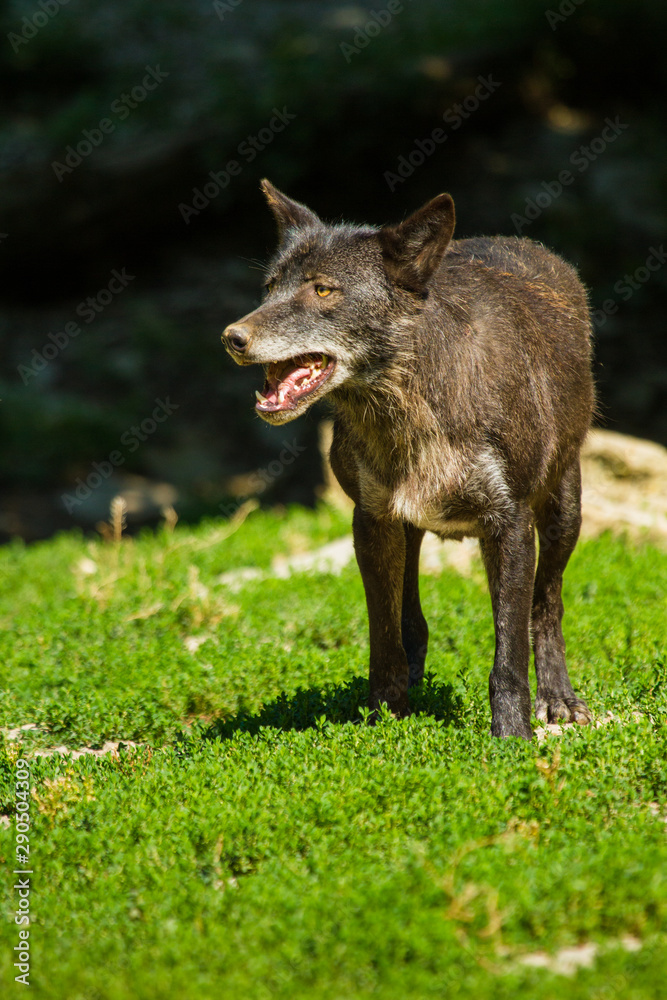 Timberwolf oder Amerikanischer Grauwolf (Canis lupus lycaon)