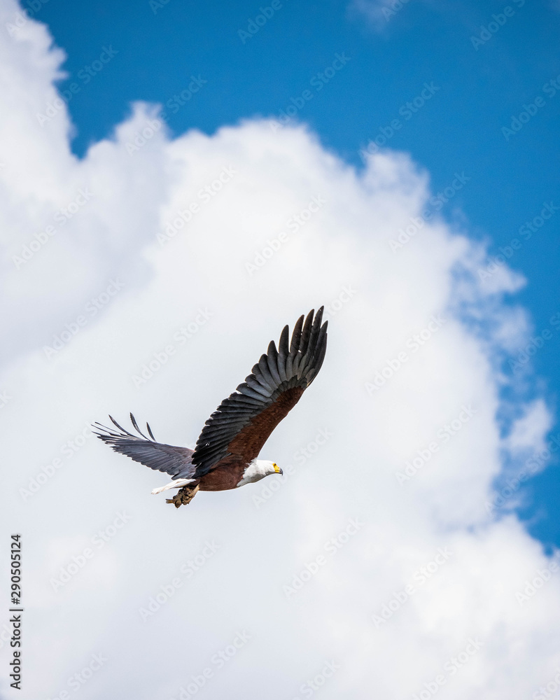 Obraz premium African Osprey / Águila Pescadora Africana