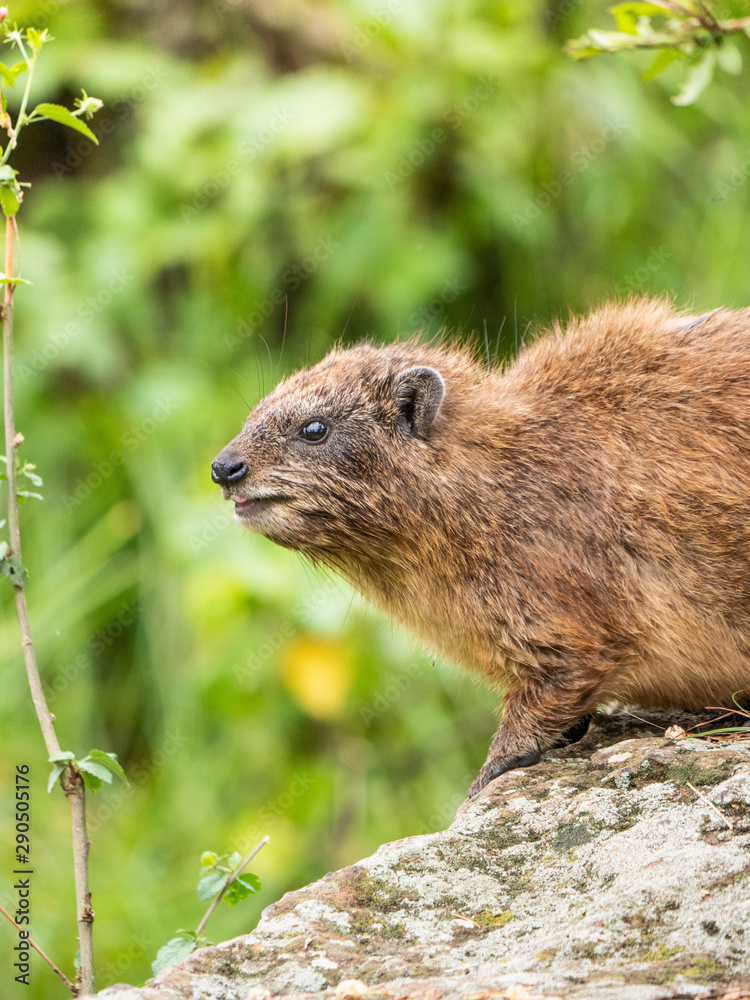 Naklejka premium Castor / Ardilla