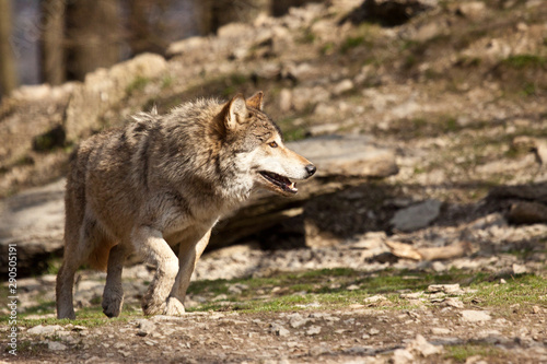 Timberwolf oder Amerikanischer Grauwolf  Canis lupus lycaon 