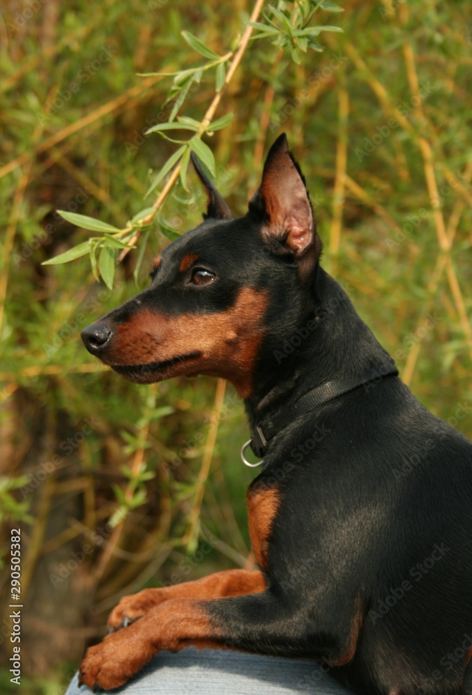 portrait of a black dog miniature pinscher