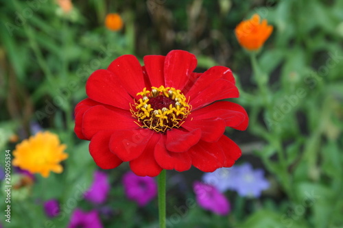 red flower in the garden