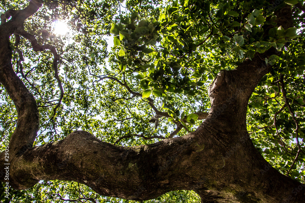 Fototapeta premium tree in the forest