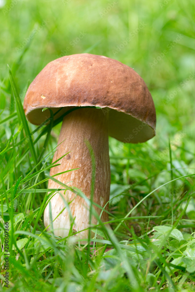 The white Summer Boletus in the Nature The white Summer Boletus in the Nature
