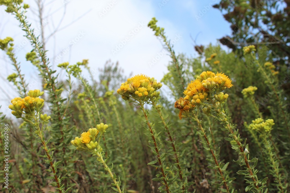 Native to the area of Ballona Freshwater Marsh, this flamboyant plant is known to taxonomy as Isocoma menziesii, and commonly as Menzies Goldenbush. Native to the area of Ballona Freshwater Marsh, this flamboyant plant is known to taxonomy as Isocoma menziesii, and commonly as Menzies Goldenbush.
