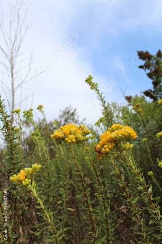 Native to the area of Ballona Freshwater Marsh, this flamboyant plant is known to taxonomy as Isocoma menziesii, and commonly as Menzies Goldenbush. photo