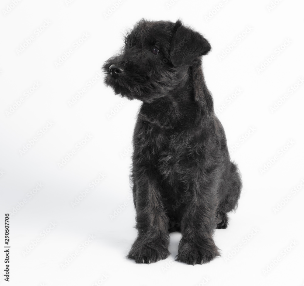 little black puppy breed miniature schnauzer on a white background close up isolated little black puppy breed miniature schnauzer on a white background close up isolated