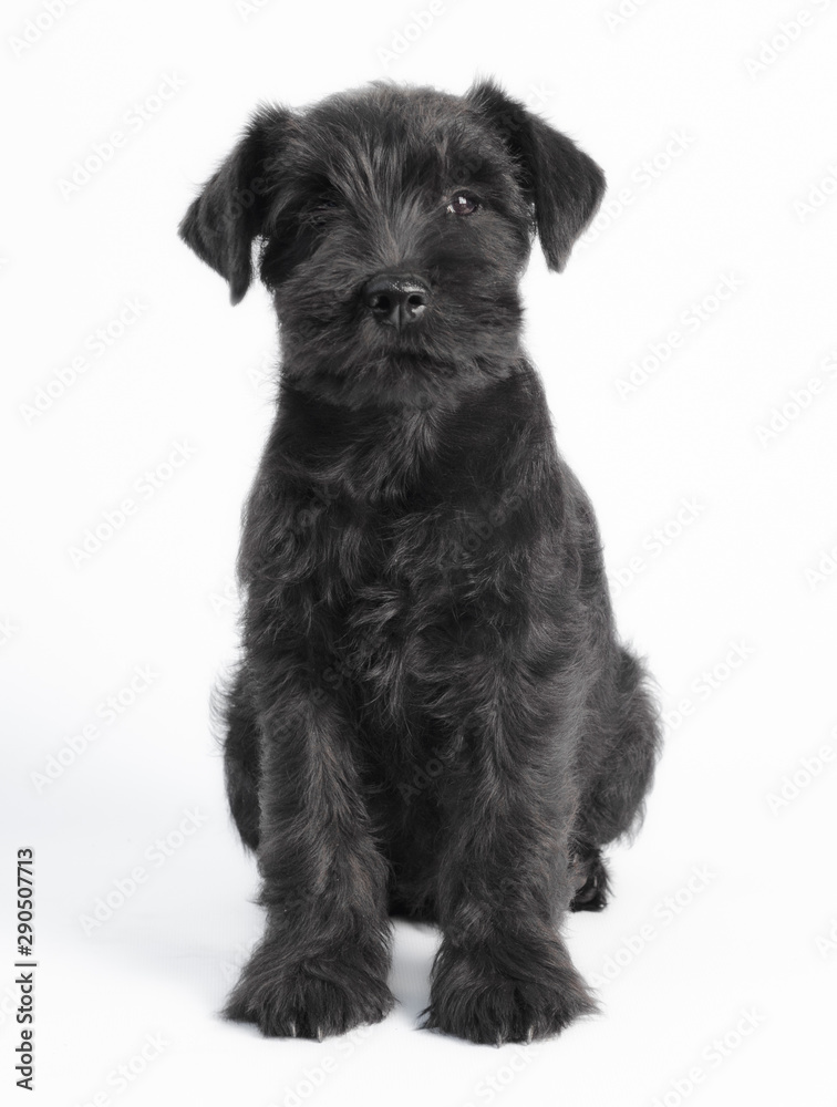 little black puppy breed miniature schnauzer on a white background close up isolated little black puppy breed miniature schnauzer on a white background close up isolated