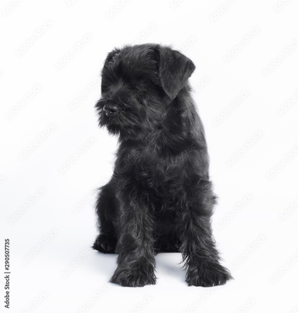 little black puppy breed miniature schnauzer on a white background close up isolated Stock Photo | Adobe Stock Little Black Puppy Breed Miniature Schnauzer On A White Background Close Up Isolated Stock Photo | Adobe Stock