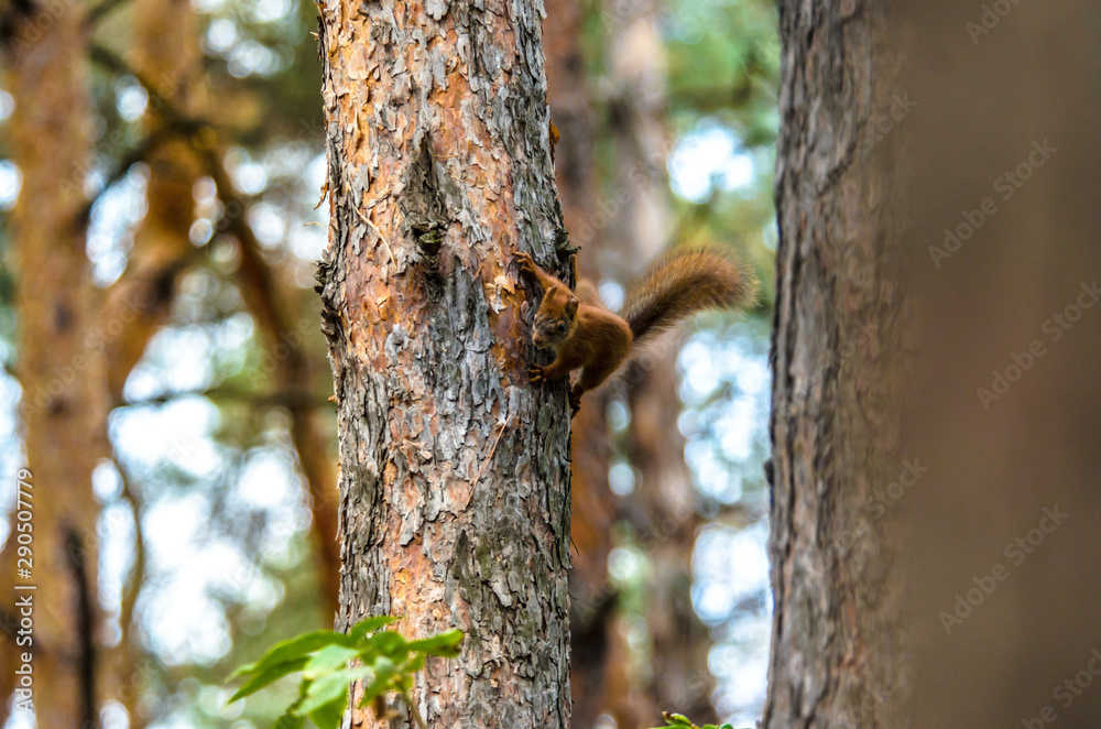 Squirrel on a tree in the small forest Squirrel on a tree in the small forest