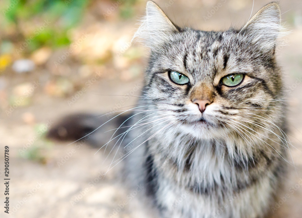 close-up portrait of a tabby cat with a very displeased face close-up portrait of a tabby cat with a very displeased face