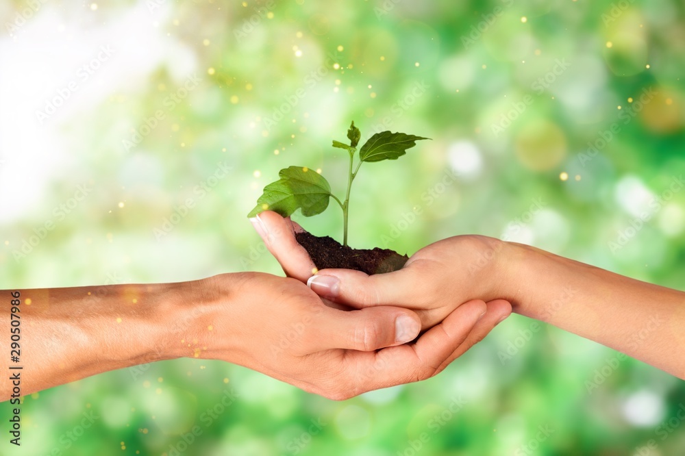 Green Growing Plant in Human Hands on beautiful natural background Green Growing Plant in Human Hands on beautiful natural background