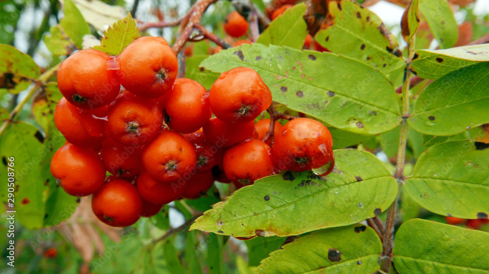 Orange fruit berries sorbus aucuparia tree blooming in autumn, commonly called rowan mountain ash