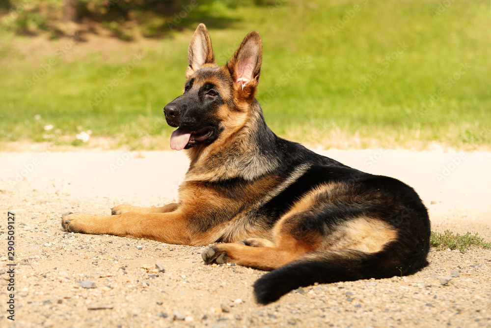 Fototapeta premium Six months old german shepherd female posing in park