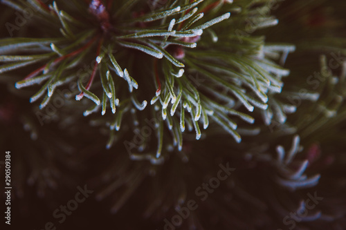 Spruce branch with spider net in the morning dew and frost. Partial focuses with blur effect. Free space for text.