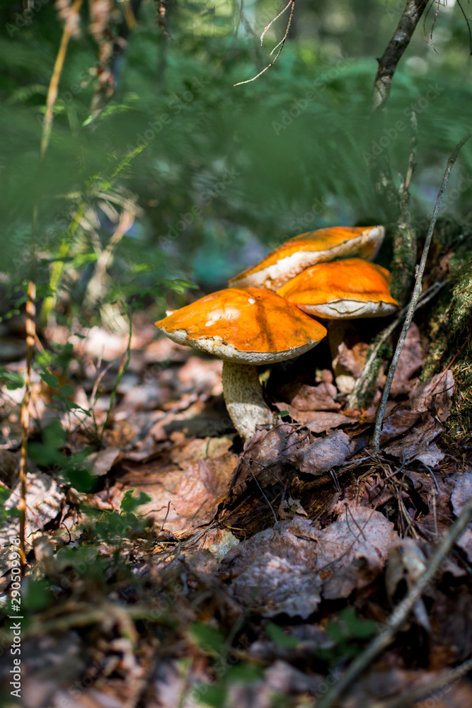 Three orange bolete (Leccinum aurantiacum) in the forest. Beautiful mushroom with a red hat grows in the forest. Mushroom close-up.