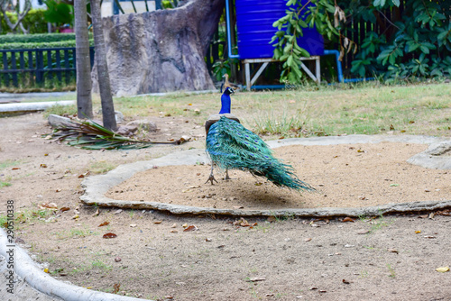 Chai nat Thailand December 26 2019 see birds at Chai NAT Bird Park is a place of chainat province. Bird cage is the biggest in Asia, covering an area of 26 hectares and contains various species birds. photo