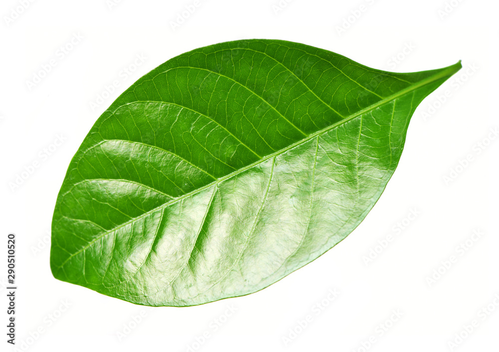 Obraz premium Gardenia leaf on white background