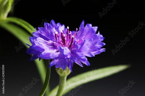 Cornflower plant close up beautiful blue flower macro photo