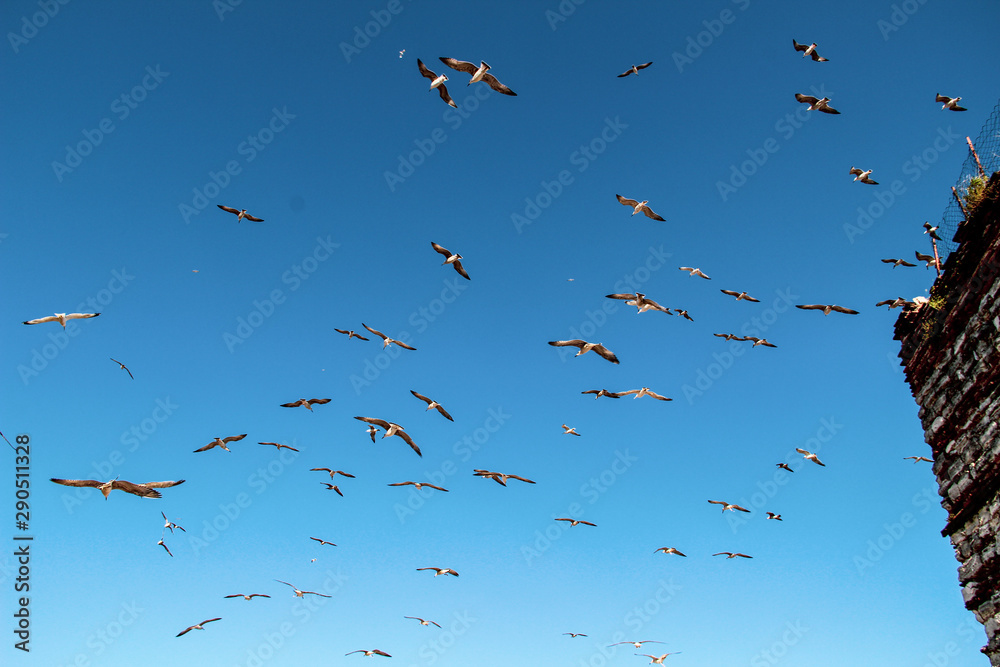 Lots of Seagulls fly freely clear blue sky in Istanbul, Turkey Lots of Seagulls fly freely clear blue sky in Istanbul, Turkey