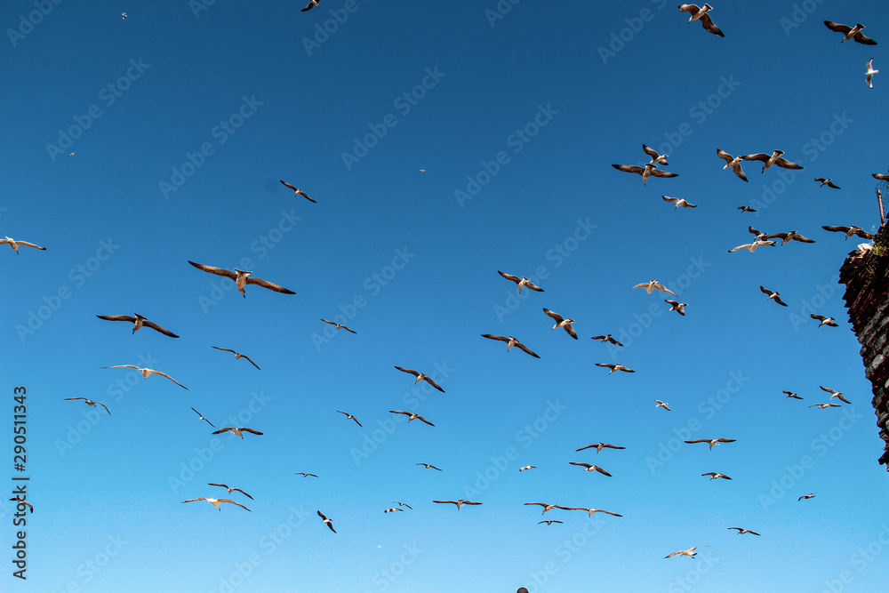 Lots of Seagulls fly freely clear blue sky in Istanbul, Turkey Lots of Seagulls fly freely clear blue sky in Istanbul, Turkey