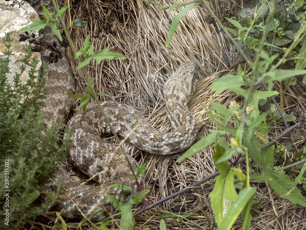 Obraz premium Cyclades blunt-nosed, Macrovipera schweizeri, is Europe's largest poisonous snake