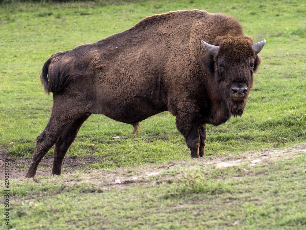 The European bison, Bison bonasus, the largest European mammal, was saved at the last minute