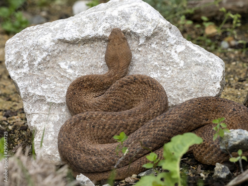 Cyclades blunt-nosed, Macrovipera schweizeri, is Europe's largest poisonous snake photo