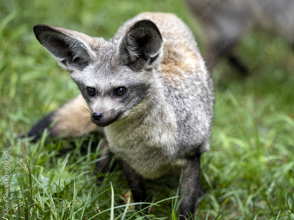 Fototapeta premium Bat-eared fox, Otocyon megalotis, perfectly hears, has big ears