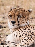 Guepardo / Cheetah