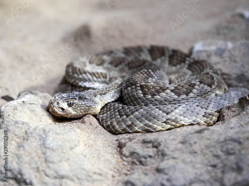 Mojave rattlesnake, Crotalus scutulatus, lies curled on the ground