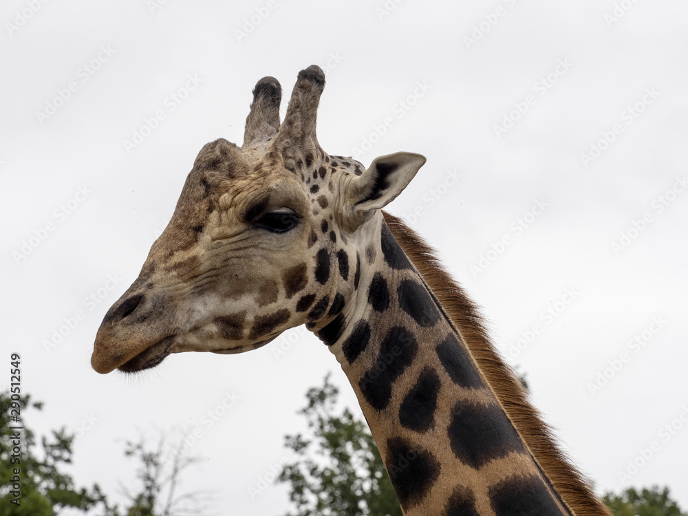 Portrait of a curious Baringo Giraffe, Giraffa camelopardalis Rothschildi Portrait of a curious Baringo Giraffe, Giraffa camelopardalis Rothschildi