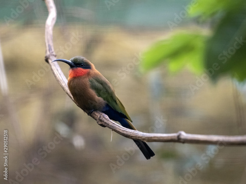 The red-throated bee-eater, Merops bulocki, is a very agile insect hunter photo