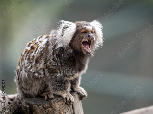 A white-tufted-ear  Callithrix jacchus  sits on a trunk watching the surroundings