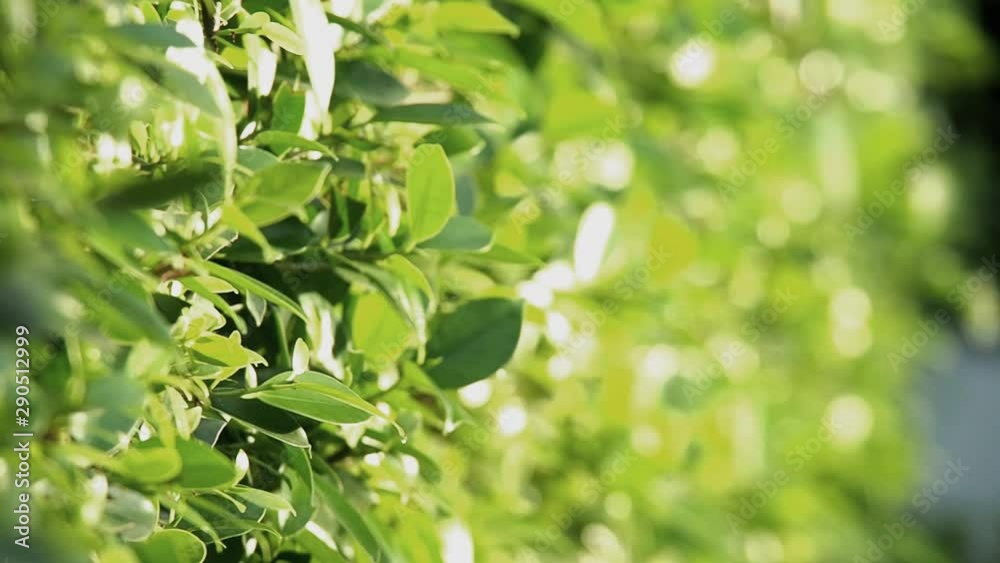close up green leaf wall with morning sunlight. Concept for natural and freshness environmental close up green leaf wall with morning sunlight. Concept for natural and freshness environmental