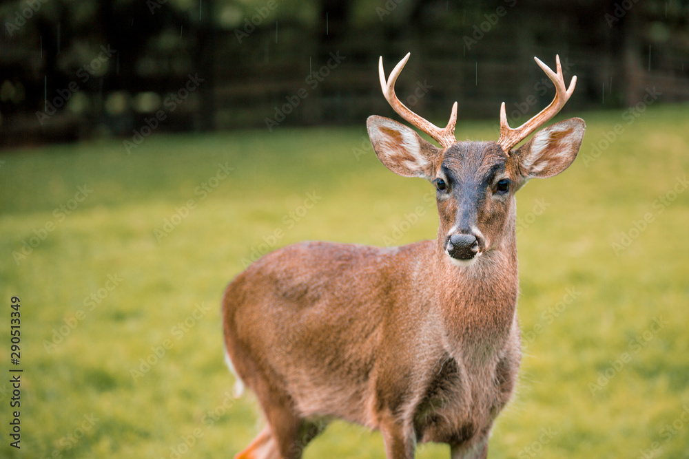 deer in forest deer in forest