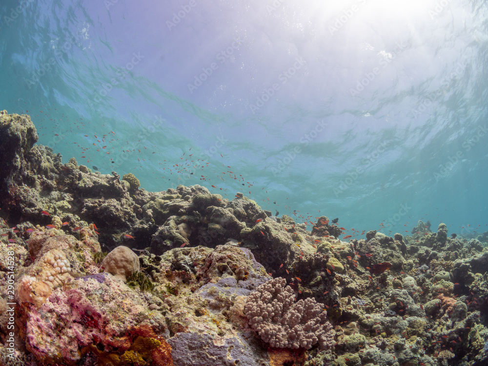 Naklejka premium パラオ_スキューバダイビング